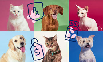 Pet Insurance: A Simple Guide for Most People