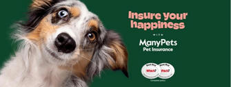 The Great British Pet Insurance Price-Off: Who Wins the Best Deal?