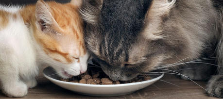 Affordable Cat Food: Smart Tips for Healthy, Happy Cats on a Budget