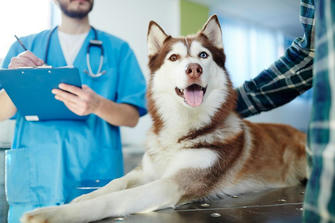 10 Tips for Raising Dogs: Give Your Pet a Healthy Life at Low Cost